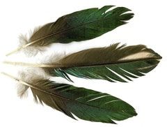 The Sham feather pic